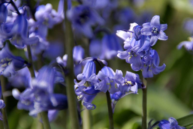 Unser Orchideenpark Bild Nr.005